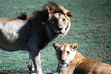ngorongoro tourist guide