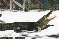 Everglades Photographic Tour