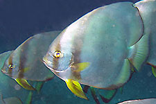 Anilao Photographic Tour