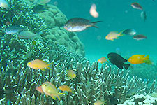 Apo Island Photographic Tour