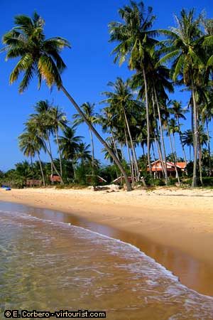 49.- Phu Quoc, Long Beach, palm trees