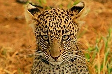 Kenya Safari Photographic Tour