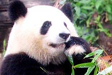 Chengdu