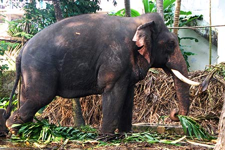 <a href='index.html'>Kochi</a>, <a href='../index.html'>India</a>