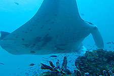 Raja Ampat (Indonesia) Photographic Tour
