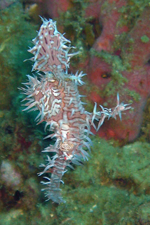 <a href='index.html'>Malapascua</a>, <a href='../index.html'>Philippines</a>