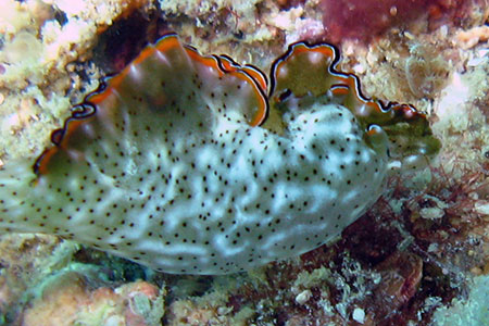 <a href='index.html'>Malapascua</a>, <a href='../index.html'>Philippines</a>