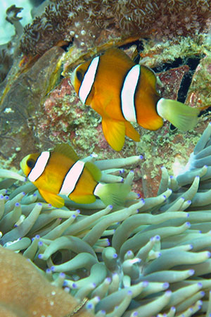 <a href='index.html'>Malapascua</a>, <a href='../index.html'>Philippines</a>