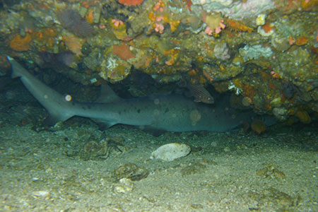 <a href='index.html'>Malapascua</a>, <a href='../index.html'>Philippines</a>