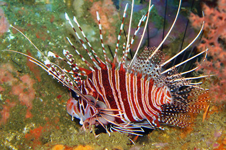 <a href='index.html'>Malapascua</a>, <a href='../index.html'>Philippines</a>