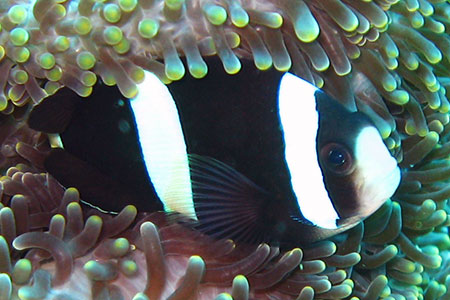 <a href='index.html'>Malapascua</a>, <a href='../index.html'>Philippines</a>