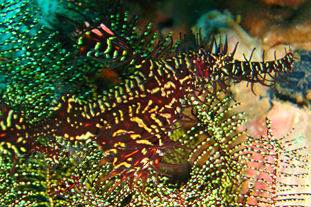 <a href='index.html'>Malapascua</a>, <a href='../index.html'>Philippines</a>