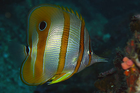<a href='index.html'>Malapascua</a>, <a href='../index.html'>Philippines</a>