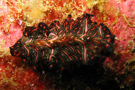 <a href='index.html'>Malapascua</a>, <a href='../index.html'>Philippines</a>