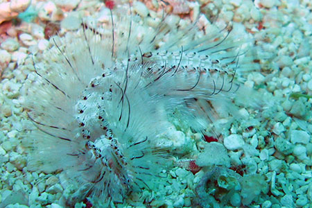 <a href='index.html'>Malapascua</a>, <a href='../index.html'>Philippines</a>