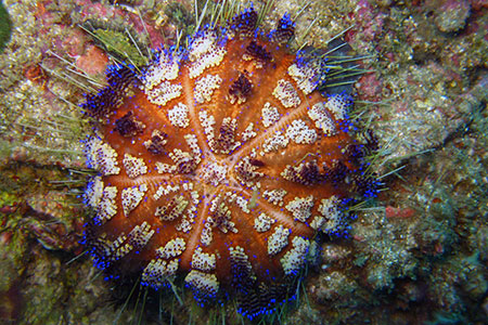 <a href='index.html'>Malapascua</a>, <a href='../index.html'>Philippines</a>