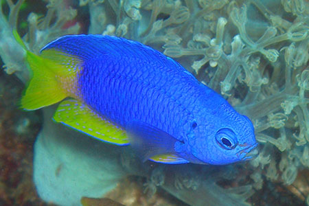 <a href='index.html'>Malapascua</a>, <a href='../index.html'>Philippines</a>