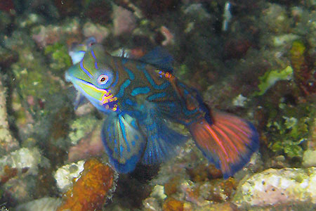 <a href='index.html'>Malapascua</a>, <a href='../index.html'>Philippines</a>