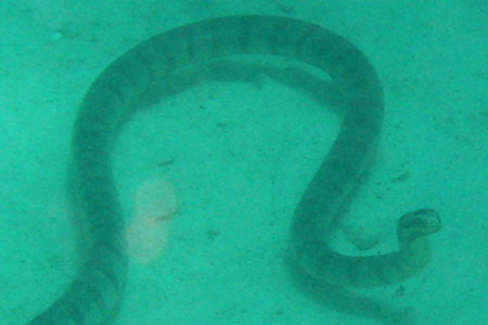 <a href='index.html'>Malapascua</a>, <a href='../index.html'>Philippines</a>
