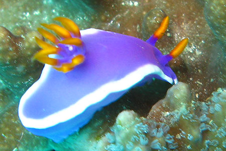 <a href='index.html'>Malapascua</a>, <a href='../index.html'>Philippines</a>