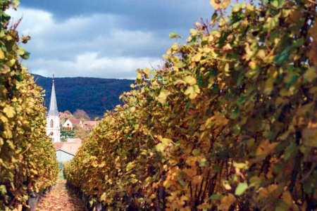 Alsace, vineyards