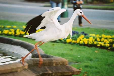 Alsace: Stork